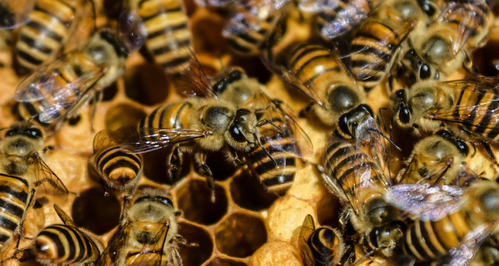 Угроза для пчёл